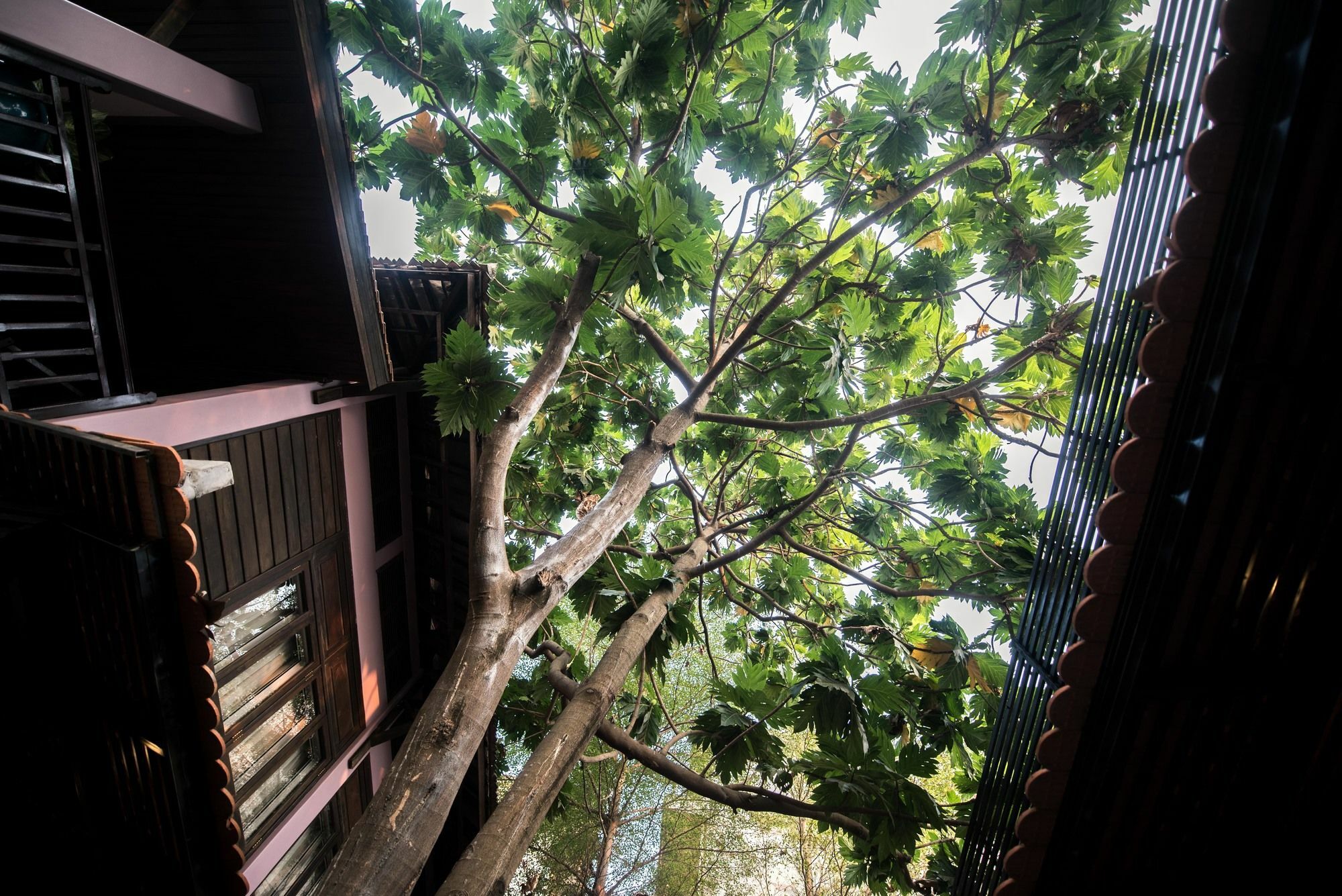 Lavender Angkor Boutique Hotel Siem Reap Exterior foto